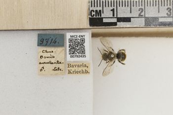 Media type: image;   Entomology 792435 Aspect: Labels